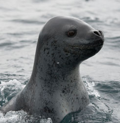 leopard seal